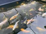 Jonge koi karpers circa 100-150 zie beschrijving, Dieren en Toebehoren, Karper of Koi