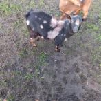 Dwergbok  bokje hoornloos, Dieren en Toebehoren, Schapen, Geiten en Varkens, Mannelijk, Geit