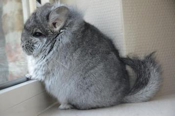 chinchilla standaard Angora bokje beschikbaar voor biedingen