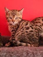 4 zeer lieve bengaal kittens .2 poesjes .2 katertjes ., Dieren en Toebehoren, Katten en Kittens | Raskatten | Korthaar, Meerdere dieren