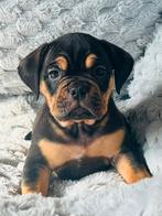 Old English Bulldog pups🐶 Mogen Verhuizen🏡, Dieren en Toebehoren, CDV (hondenziekte), 8 tot 15 weken, Bulldog, Meerdere