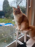 Maine coon katertjes, Dieren en Toebehoren, Katten en Kittens | Raskatten | Langhaar, Kater