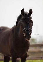 Lieve cruzado ruin zoekt een nieuw huisje., Dieren en Toebehoren, Paarden, Recreatiepaard, Ruin, 160 tot 165 cm, Niet van toepassing