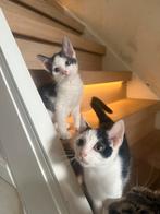 Lieve kittens, Dieren en Toebehoren, Katten en Kittens | Overige Katten, Meerdere dieren
