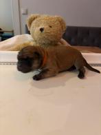 Eurasier pups te koop, 8 tot 15 weken, Parvo, Meerdere, Nederland