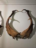 Damhert Gewei Afworpstang, Ophalen, Gebruikt, Hert, Gewei of Kop