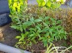 Vlinderstruik paars, Tuin en Terras, Planten | Tuinplanten, Volle zon, Vaste plant, Zomer, Ophalen
