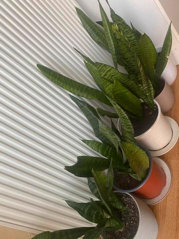 Sanseveria beschikbaar voor biedingen