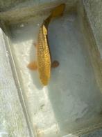 Jumbo Tosai Chagoi 38cm, Dieren en Toebehoren, Karper of Koi