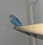Jonge grasparkiet vrouw, Dieren en Toebehoren, Vogels | Parkieten en Papegaaien, Vrouwelijk, Parkiet, Tam