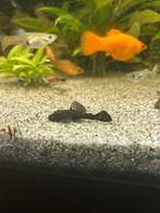 Gratis baby algeneter, Dieren en Toebehoren, Vis, Zoetwatervis