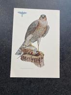 9 oude prenten roofvogels 16,5x24 samen 18  euro oa havik, Ophalen of Verzenden, Natuur en Biologie