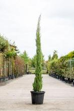 Italiaanse  cipres met pot 250 hoog., Tuin en Terras, Planten | Bomen, In pot, Zuilboom, Volle zon, Bloeit niet