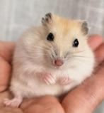 Jonge dwerghamsters handtam en kinderen gewend, Dieren en Toebehoren, Hamster, Meerdere dieren, Tam, Oktober