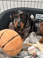 Kaninchen teckel pup’s te koop, Kaninchen, Rabiës (hondsdolheid), 8 tot 15 weken, Korthaar