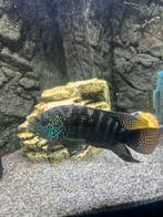 Jack Dempsey Cichlide, Dieren en Toebehoren, Vis, Zoetwatervis