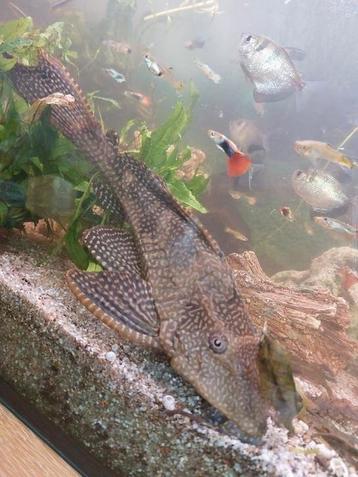 Pleco / algeneters beschikbaar voor biedingen