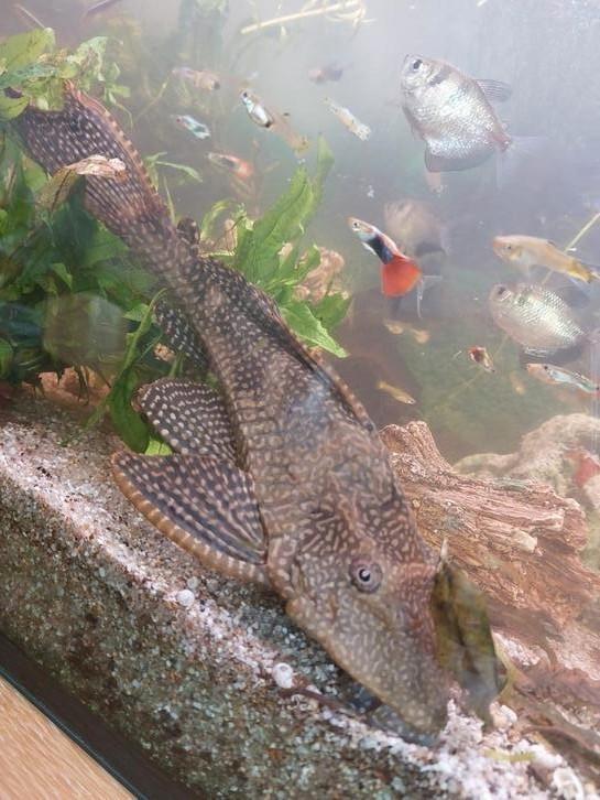 Pleco / algeneters, Dieren en Toebehoren, Vissen | Aquariumvissen, Vis