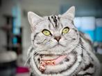 2 britse korthaar poezen met stamboom, Dieren en Toebehoren, Katten en Kittens | Overige Katten, Poes, Kortharig, 0 tot 2 jaar