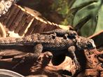 Baby smaragd stekelleguaan - Sceloporus malachiticus, Dieren en Toebehoren, Hagedis, 0 tot 2 jaar