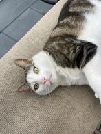 Lieve kat barakah zoekt een nieuw warm thuis, Dieren en Toebehoren, Katten en Kittens | Overige Katten, Kater, 3 tot 5 jaar