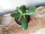 Crassula ovata, Huis en Inrichting, Kamerplanten, Ophalen of Verzenden, Halfschaduw, Minder dan 100 cm