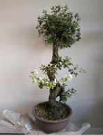 Quercus Suber Kurkeik Bonsai 115cm, Ophalen, Bloeit niet, Halfschaduw, Overige soorten