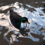 Kwaker woerdje 2025, Dieren en Toebehoren, Pluimvee, Mannelijk, Eend