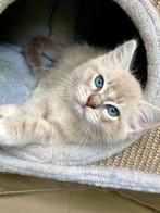 Ragdoll katertje, echte schootkat met stamboom ouders getest, Kater, Gechipt, 0 tot 2 jaar