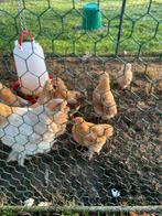 9 cochin  kippen sierkippen, Dieren en Toebehoren, Pluimvee, Meerdere dieren, Kip