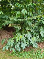 Walnotenboom - Zelf uitgraven!, Tuin en Terras, Planten | Bomen, Bloeit niet, Overige soorten, 100 tot 250 cm, Ophalen