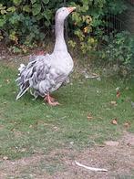 Koppel krulveer sebastopol ganzen, Dieren en Toebehoren, Meerdere dieren, Gans of Zwaan
