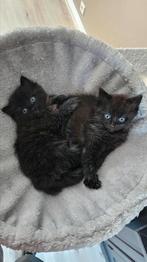 2 ragdoll kittens (poesjes), Dieren en Toebehoren, Meerdere dieren, Gechipt