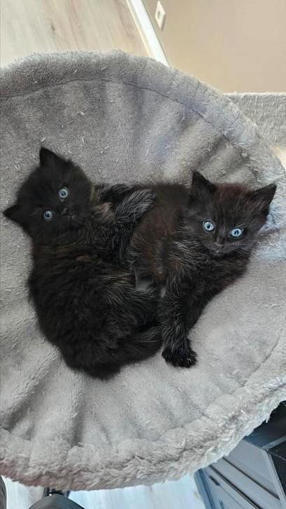 2 ragdoll kittens (poesjes), Dieren en Toebehoren, Katten en Kittens | Raskatten | Korthaar, Meerdere dieren, Gechipt, Ontwormd