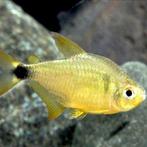 Af te halen 3 kitty tetra,s en 3x minor, Dieren en Toebehoren, Vissen | Aquariumvissen, Vis