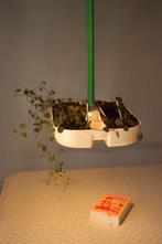 bureautafel- lampplanter, Overige soorten, Minder dan 100 cm, Halfschaduw, In pot