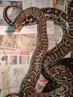 Supermakke Molurus bivittatus python 3 meter