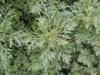 Artemisia absinthium – Absintalsem, Bio, Tuin en Terras, Planten | Tuinplanten, Volle zon, Vaste plant, Ophalen of Verzenden, Kruiden