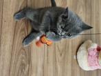 Britse korthaar poesje 600 euro, Dieren en Toebehoren, Katten en Kittens | Raskatten | Korthaar, Poes, Ontwormd