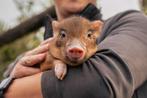 Bonte minivarkens | Tamme biggen | Passend advies, Dieren en Toebehoren, Schapen, Geiten en Varkens, Meerdere dieren, Varken, 0 tot 2 jaar
