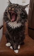 Bas, een Maine Coon dekkater, zoekt mooie dames, Dieren en Toebehoren, Katten en Kittens | Dekkaters, 3 tot 5 jaar