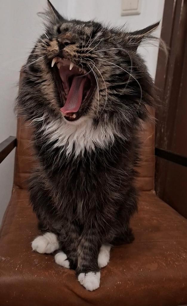 Bas, een Maine Coon dekkater, zoekt mooie dames, Dieren en Toebehoren, Katten en Kittens | Dekkaters, 3 tot 5 jaar