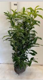 Prunus laurocerasus ‘Novita’  80/100 cm AANBIEDING, Minder dan 100 cm, Laurier, Ophalen of Verzenden, Struik