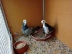 Turkse bango duiven, Dieren en Toebehoren, Vogels | Duiven, Meerdere dieren, Overige soorten