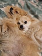 Pomeriaan x pomchi pups, 8 tot 15 weken, CDV (hondenziekte), Meerdere, Nederland