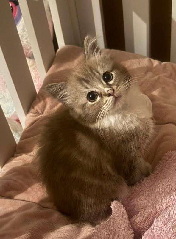 sepia tabby bicolor mitted ragdoll (fok) poes met stamboom, Dieren en Toebehoren, Katten en Kittens | Raskatten | Langhaar, Poes