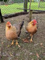 Prachtige raszuiver leghorn patrijs hennen, Dieren en Toebehoren, Pluimvee, Vrouwelijk, Kip