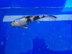 KOI !!!!!    NOG 1 WEEK, DE LAATSTE 32 IN 1 KOOP € 640,00, Dieren en Toebehoren, Karper of Koi