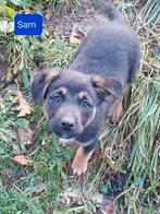 Nog 2 schattige puppies ter adoptie!, Rabiës (hondsdolheid), 15 weken tot 1 jaar, Handelaar, Buitenland