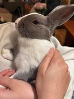 Konijn mannetje 3 maanden oud, Dieren en Toebehoren, Konijnen, Mannelijk, Dwerg